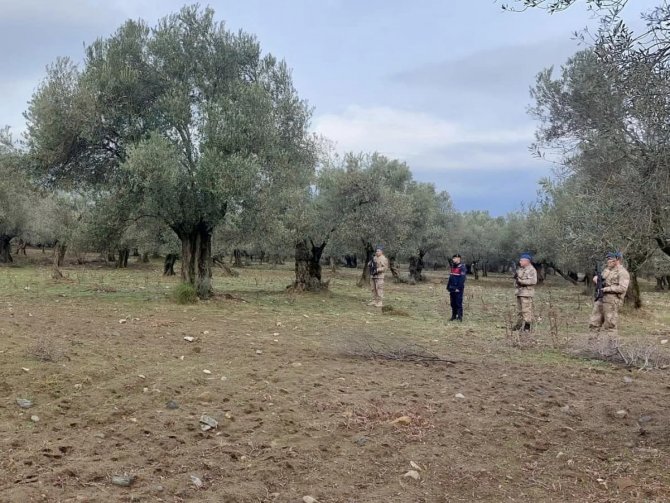 Zeytin Hırsızlıklarına Karşı Önlemler Devam Ediyor