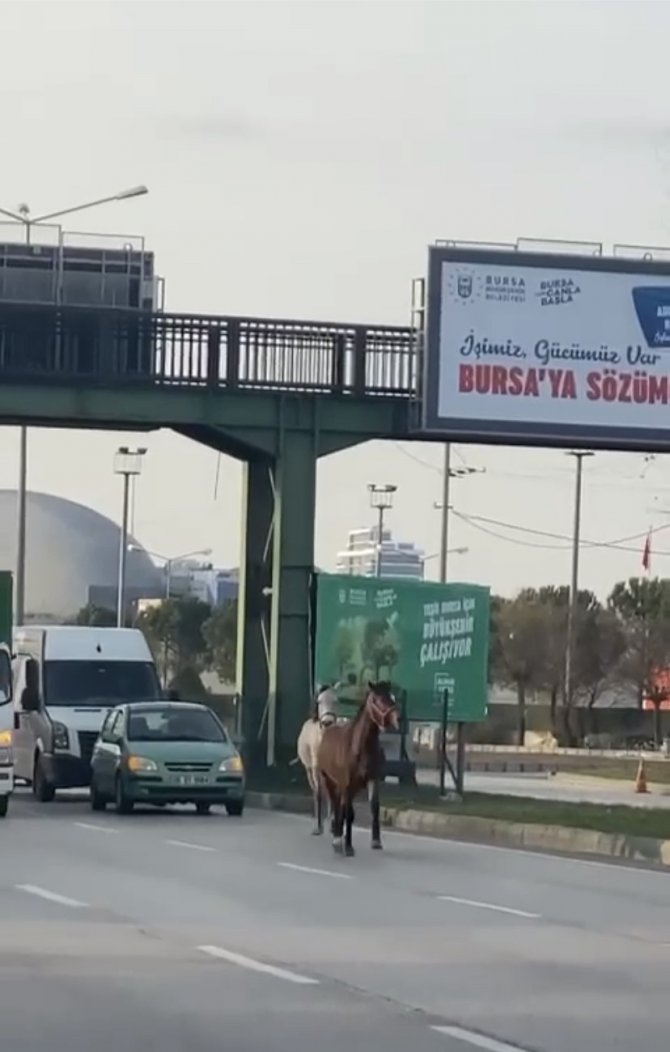 Başıboş Atlar Yollarda Cirit Atıyor