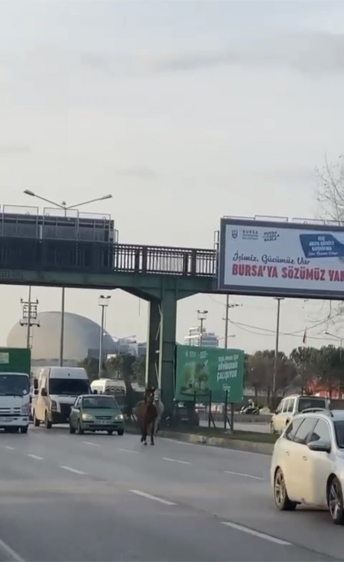 Başıboş Atlar Yollarda Cirit Atıyor