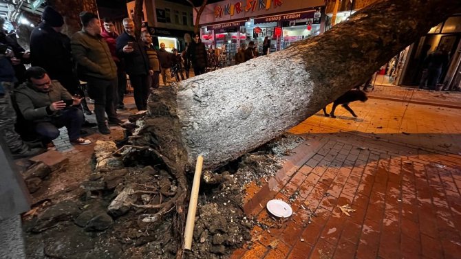 Bursa’da 40 Metrelik Çınar Ağacı Dükkanların Üzerine Devrildi