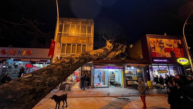 Bursa’da 40 Metrelik Çınar Ağacı Dükkanların Üzerine Devrildi