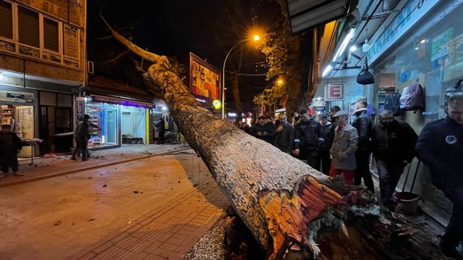 Bursa’da 40 Metrelik Çınar Ağacı Dükkanların Üzerine Devrildi