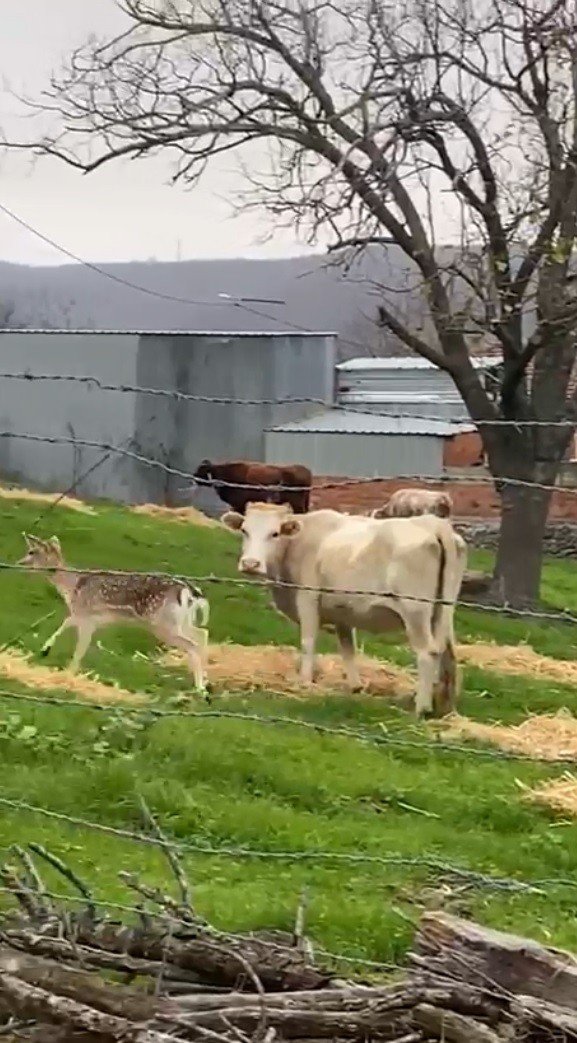 Biga’da Karaca Köye İndi