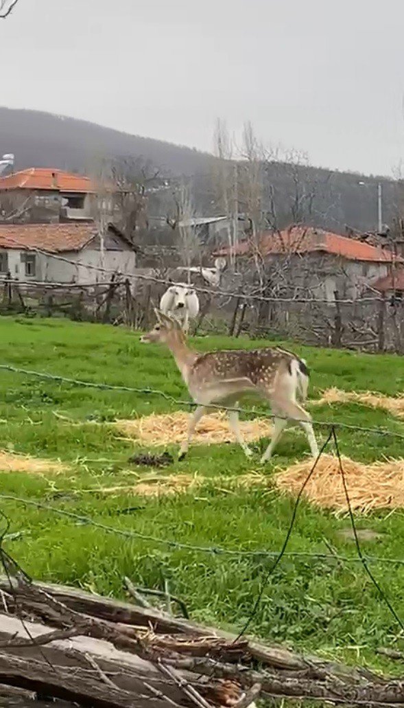 Biga’da Karaca Köye İndi