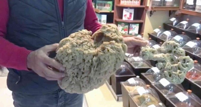 Deniz Süngerlerinde ‘Sıcaklık’ Tehlikesi