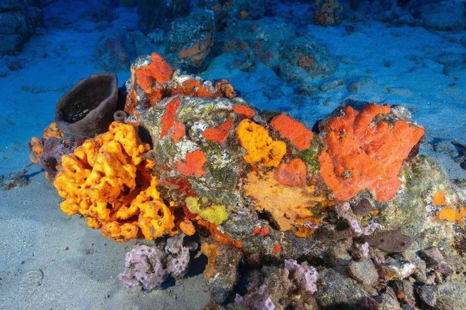 Deniz Süngerlerinde ‘Sıcaklık’ Tehlikesi