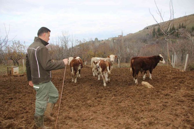 Bankacılığı Bıraktı, Devlet Desteğiyle Köyüne Yerleşip Hayvancılığa Başladı