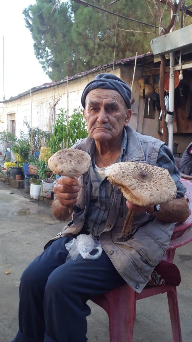 Devasa Mantar İlgi Odağı Oldu