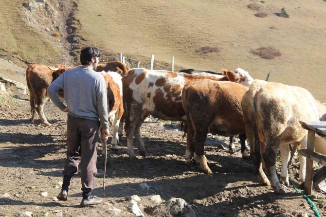 Üniversiteyi Bitirdi, Çobanlığı Tercih Etti