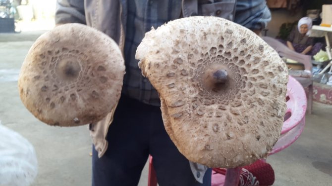 Devasa Mantar İlgi Odağı Oldu