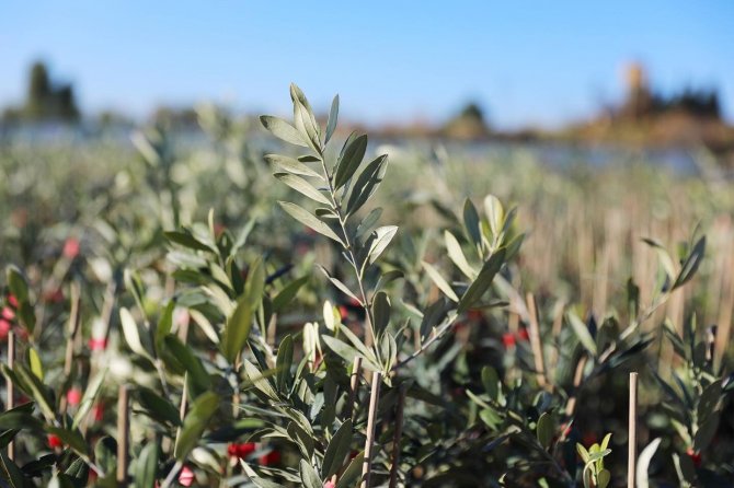 Mardin’de 1 Milyon Fidanın Dağıtımına Başlandı