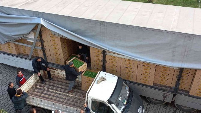 Samsun’da 6 Bin 783 Dekar Alanda 8 Bin 240 Ton Marul Üretiliyor