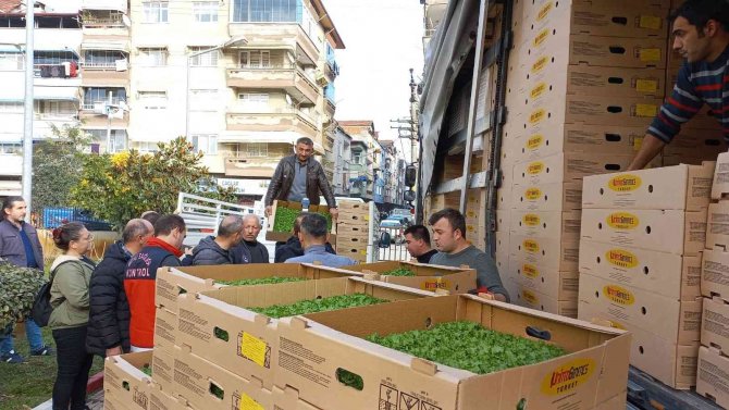 Samsun’da 6 Bin 783 Dekar Alanda 8 Bin 240 Ton Marul Üretiliyor