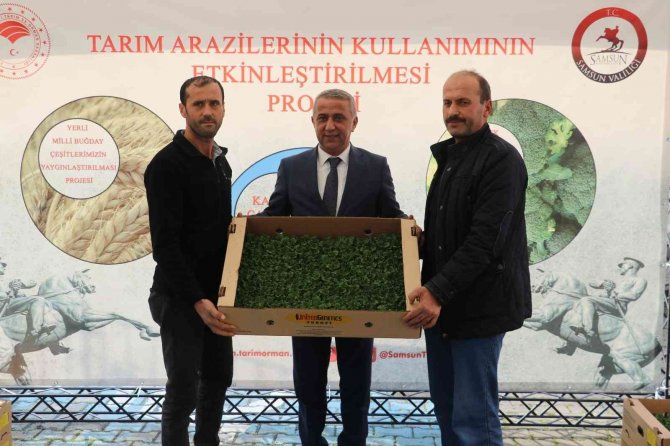 Samsun’da 6 Bin 783 Dekar Alanda 8 Bin 240 Ton Marul Üretiliyor
