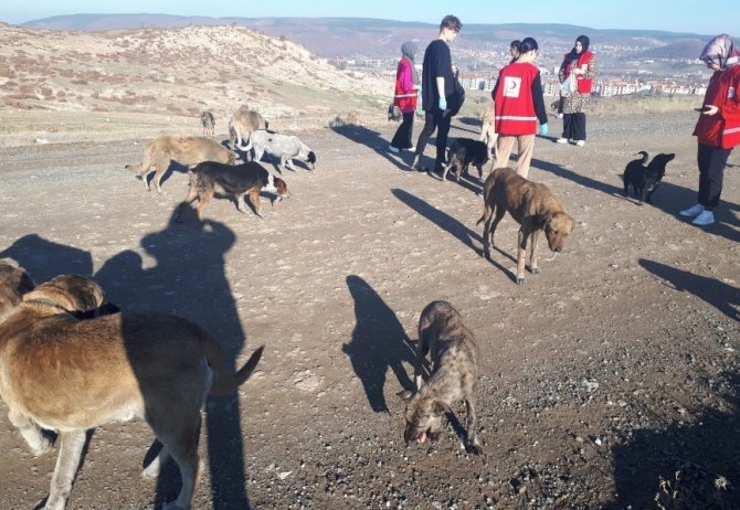 Öğrenciler Sokak Hayvanlarına Yiyecek Dağıttı