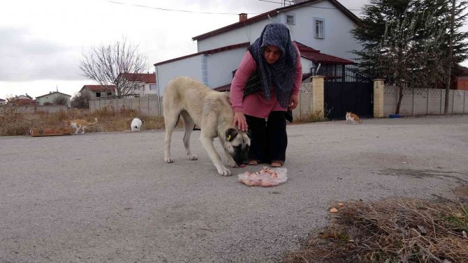 80’e Yakın Sokak Hayvanına Gönüllü Bakıyor