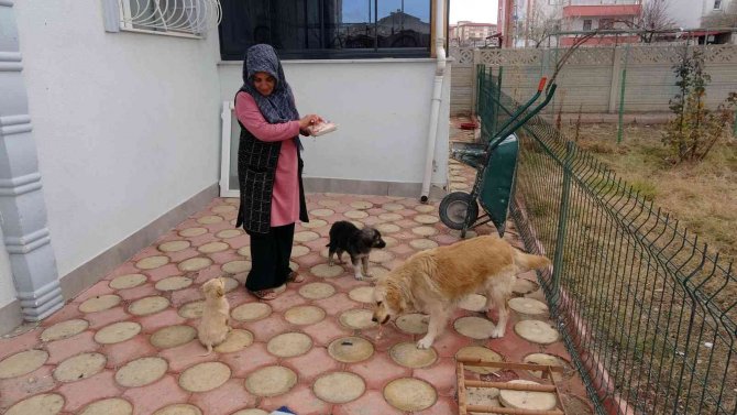 80’e Yakın Sokak Hayvanına Gönüllü Bakıyor