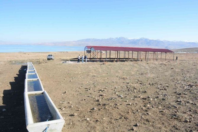 Tuşba Belediyesinden Bölge Hayvancılığına Büyük Destek