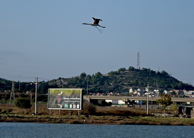 Boynunda Ağla Uçan Flamingo, Denizdeki Kirliği Ortaya Serdi