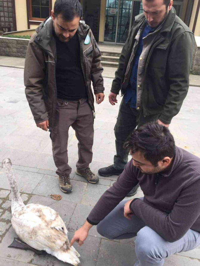 Yaralı Halde Bulunan Kuğu Doğa Koruma Ve Milli Parklar İ̇l Müdürlüğü’ne Teslim Edildi
