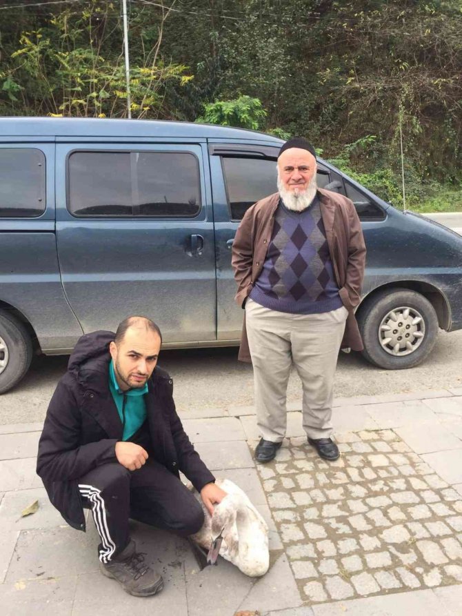 Yaralı Halde Bulunan Kuğu Doğa Koruma Ve Milli Parklar İ̇l Müdürlüğü’ne Teslim Edildi