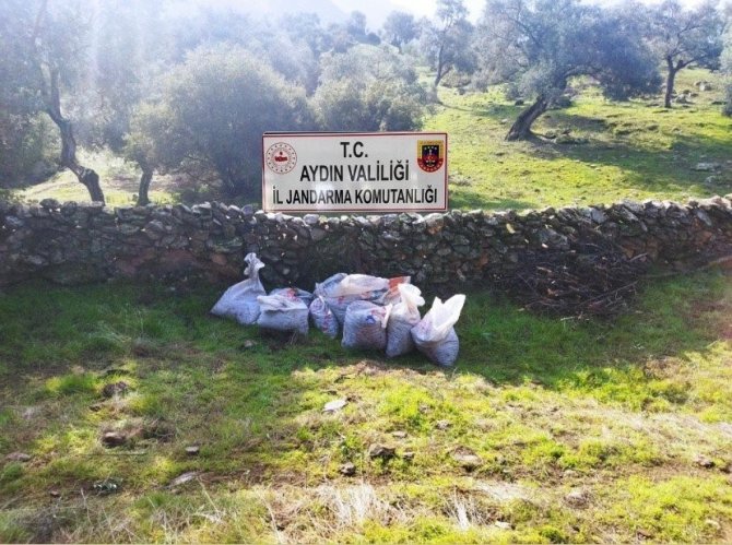 Zeytin Hırsızları Yakalandı