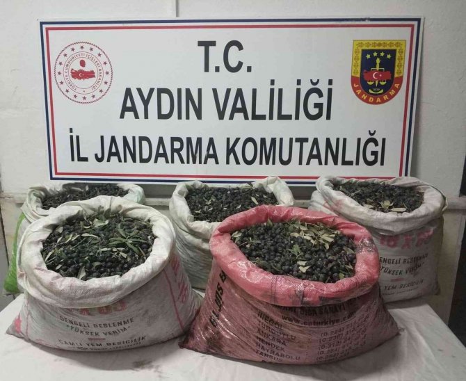 Zeytin Hırsızları Yakalandı