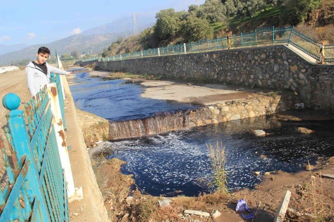 Zeytin Sezonu Başladı, Köşk Çayı Siyaha Büründü