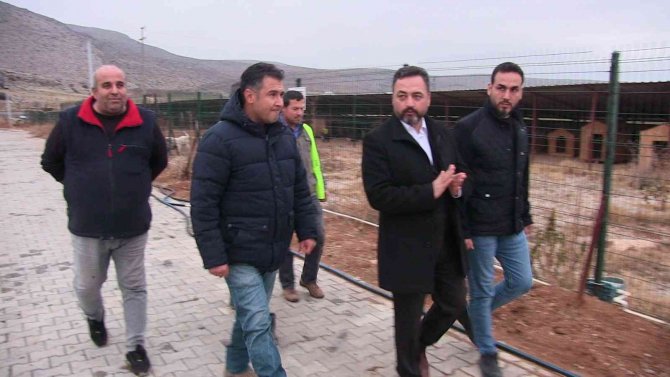 Elbistan’da 200 Sokak Köpeği Kısırlaştırıldı