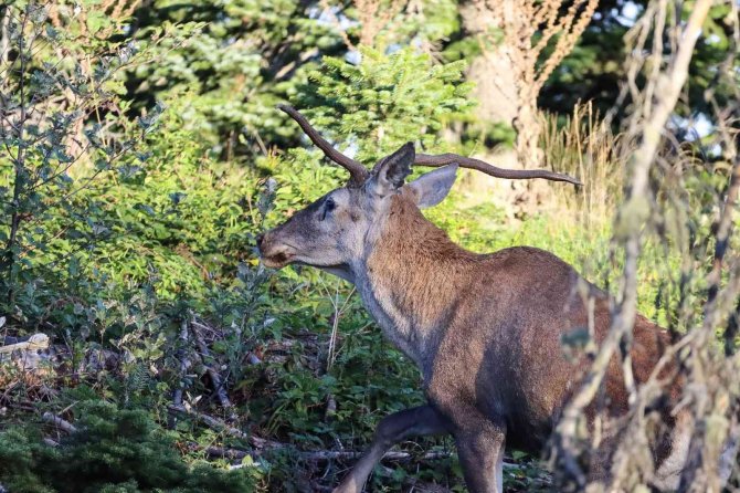 Türkiye’nin En Şansız Geyiği Görüntülendi, Şanssızlığının Altında Yatan Sebep İse Bir Hayli İlginç