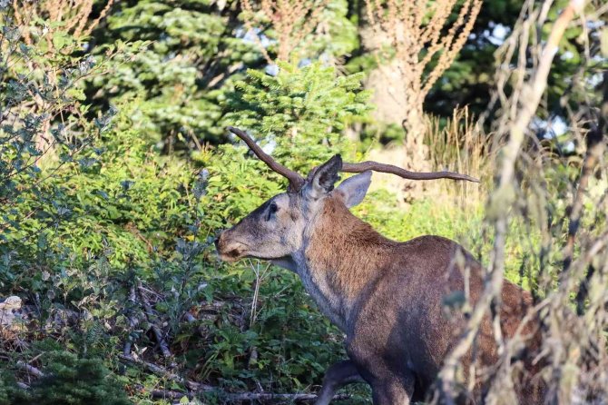 Türkiye’nin En Şansız Geyiği Görüntülendi, Şanssızlığının Altında Yatan Sebep İse Bir Hayli İlginç