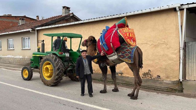 Devesini Güreşlere Traktör İle Antrenman Yaptırarak Hazırlıyor