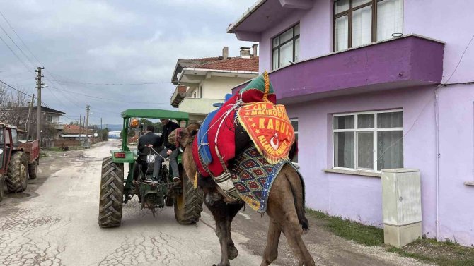 Devesini Güreşlere Traktör İle Antrenman Yaptırarak Hazırlıyor