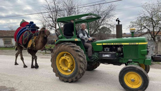 Devesini Güreşlere Traktör İle Antrenman Yaptırarak Hazırlıyor