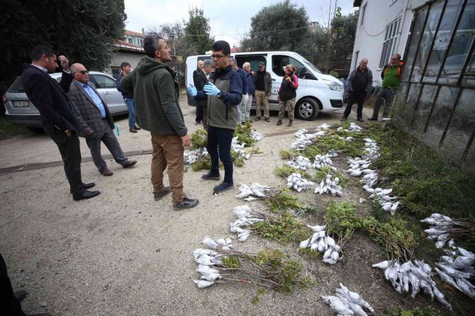 Gökçeada’da 6 Bin 410 Aşılı Fidan Toprakla Buluşturulmak Üzere Üreticilere Dağıtıldı