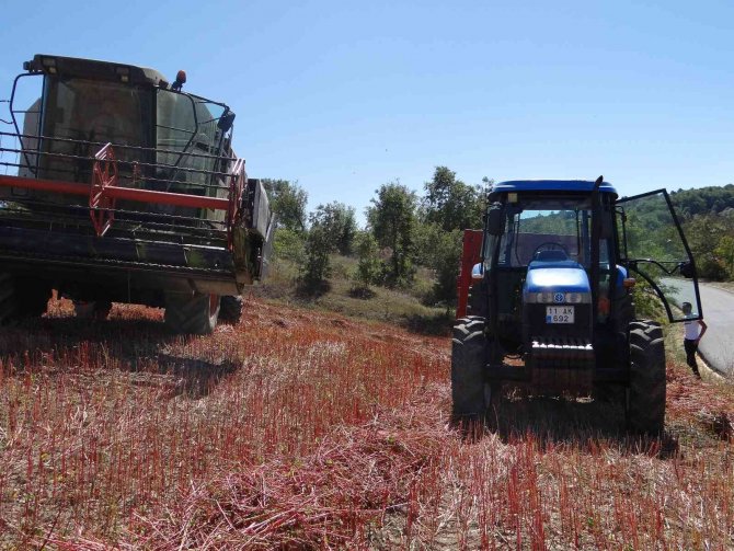 Bu Buğday Çölyak Hastaları İçin Çok Önemli