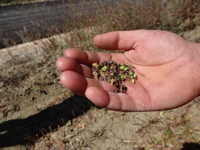 Bu Buğday Çölyak Hastaları İçin Çok Önemli