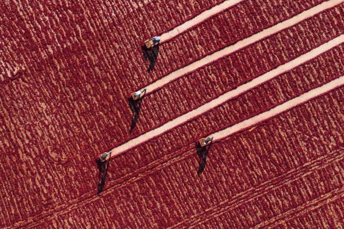 ‘Gaziantep’te Hasat Mevsimi’ Fotoğraf Yarışması Sonuçları Açıklandı