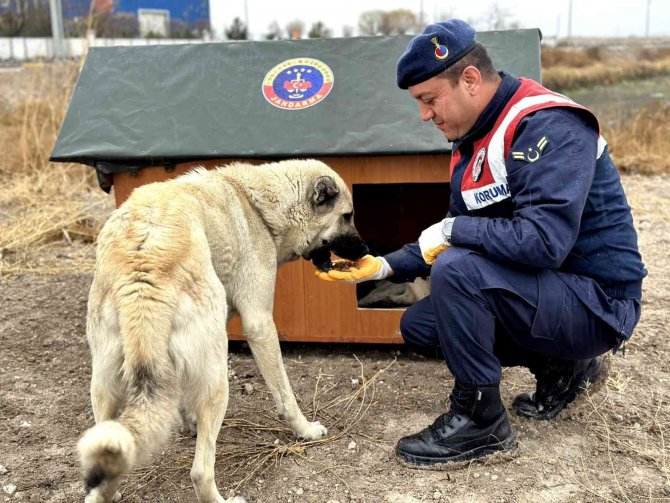 Jandarma, Geri Dönüşümden Topladığı Malzemelerle Hayvanlara Yuva Yaptı