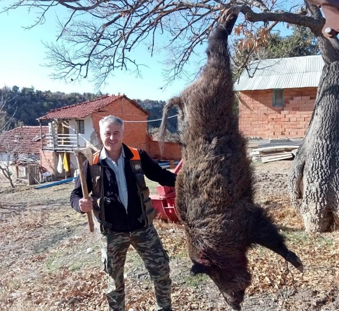 Hisarcıklı Avcılar Yaklaşık 350 Kilo Ağırlığında Domuz Avladı