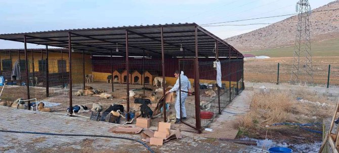Elbistan’da 200 Sokak Köpeği Kısırlaştırıldı