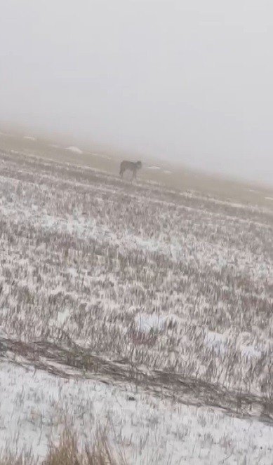 Kars’ta Kurtlar Yol Kenarına İndi