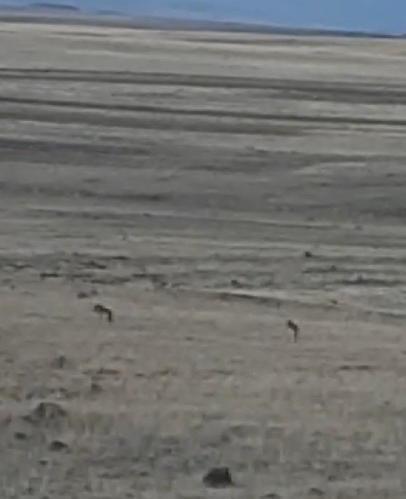 Kars’ta Kurtlar Yol Kenarına İndi