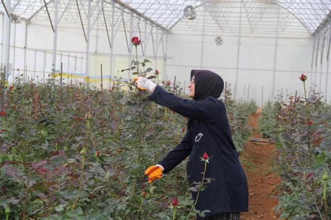 Isparta’da Kesme Gül Seraları Gelişiyor