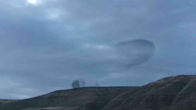 Sığırcık Kuşlarının Dansı