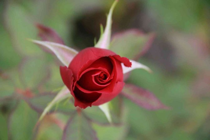 Isparta’da Kesme Gül Seraları Gelişiyor