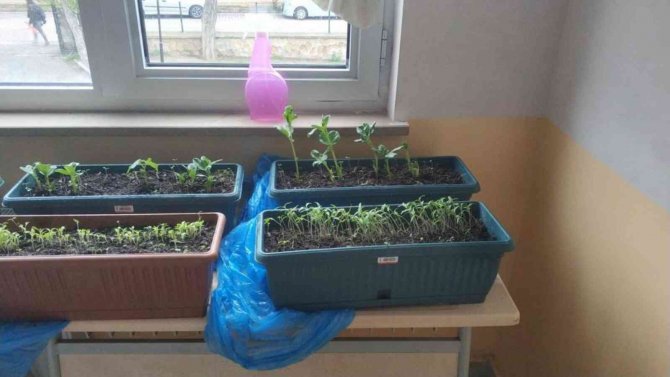 Lise Öğrencileri ’Yerel Tohum Projesi’ni Hayata Geçirdi