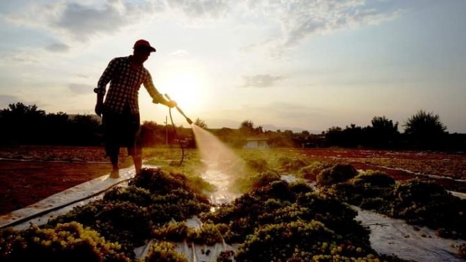 Onlar İçin Üzüm Sadece Üzüm Değil