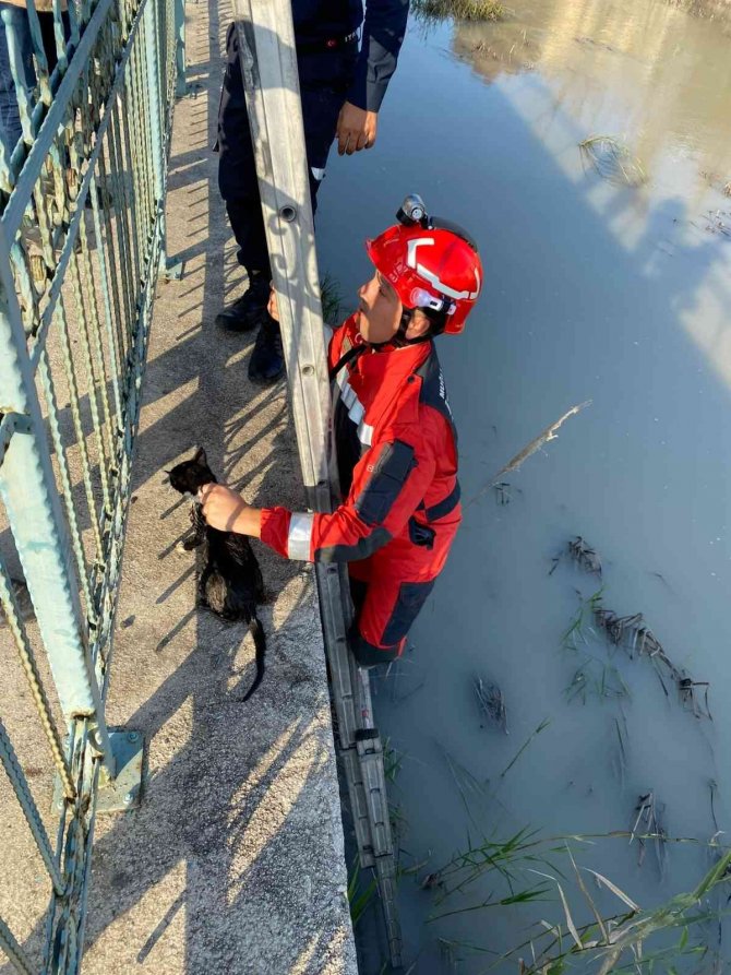 Seydikemer’de Çaya Düşen Kediyi İ̇tfaiye Kurtardı