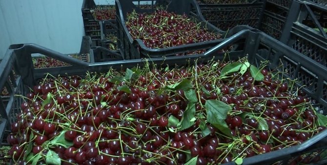 Elazığ Vişnesi Tescillendi